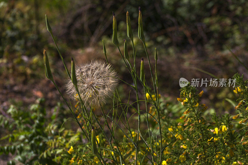 野生菊苣植物自然周围著名的利西亚路之间的fethiye到kas mugla火鸡春季